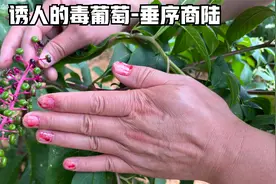 夏天小朋友易误食长得像一串串诱人的葡萄的有毒植物-垂序商陆视频封面