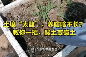 土壤“太酸”，养啥啥不长？教你一招，酸土变碱土视频封面