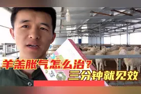 羊羔得了胀气，怎么紧急施救？用这个药，三分钟就见效，建议收藏