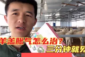 羊羔得了胀气，怎么紧急施救？用这个药，三分钟就见效，建议收藏视频封面