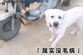 农村狗市发现了一条非常板正的拉布拉多，带大家看看感觉怎么样！