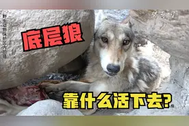 下层狼饿到奄奄一息！狼王夺20斤牛腿投喂，草原狼设法咬死狼抢肉视频封面