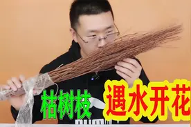 测评：网购一把枯树枝遇水就能开花，真有那么神奇吗视频封面