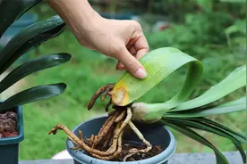 处理君子兰发黄腐烂叶片有技巧，记住了！超快速恢复健壮视频封面