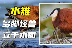 多脚怪兽立于水面，疑似水鸟“变异”，难道是核废水喝多了？视频封面