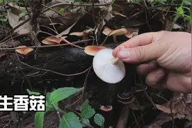 进山采点香蕈回家炒腊肉吃，这汤鲜美又下饭