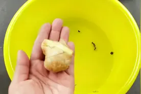 头上白发越来越多生姜加它用来洗头，白发慢慢变黑发视频封面