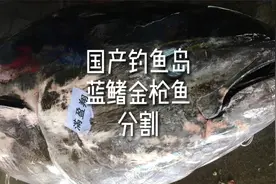 台湾省屏东县东港镇野生蓝鳍金枪鱼分割
