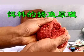 钓鱼饵料诱鱼大揭秘！味型仅排第三位，难怪黑坑会被打闭口视频封面