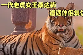 老虎女王桑达莉凄美的爱情故事视频封面