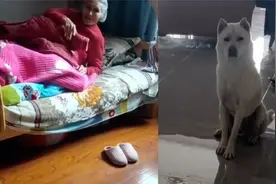 迷糊奶奶遛狗迷路，狗子竟然认路独自回了家，又好气又好笑！视频封面