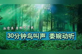 鸟叫声大全：30分钟森林鸟叫，治愈系助睡眠！音频可下载视频封面