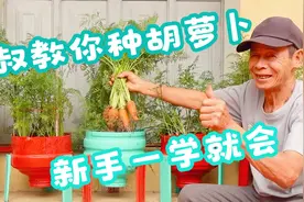 大叔分享在家种胡萝卜的过程，新手也可以种，过程非常简单！视频封面