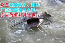 埃及鱼味道鲜美 刺少，在广东泛滥却无人吃，广东人为何对其止步视频封面
