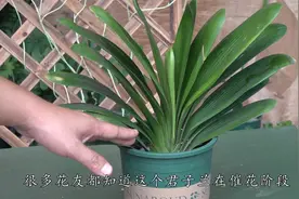 高温养君子兰最忌讳的三件事情，看看你都做了 哪一个视频封面