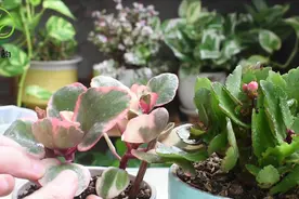 家里养长寿花，摆放位置有“讲究”，选好四个位置，摆一盆旺一盆