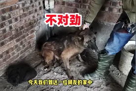 马犬与拉布拉多犬混血后代，越养越不对劲看看长啥样
