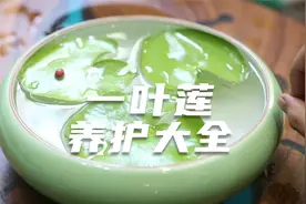 你见过一片叶子的莲花吗？园艺师教你，一叶莲怎么养