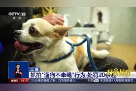 上海：抓拍“遛狗不牵绳”行为，处罚20余起|共同关注视频封面