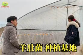 实拍河南羊肚菌种植基地，4个大棚一年能挣多少钱？听听老板咋说视频封面