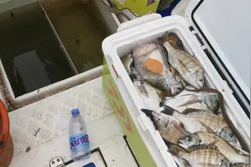 近海钓鱼很简单，选对鱼饵就行了，一天一大箱收获视频封面