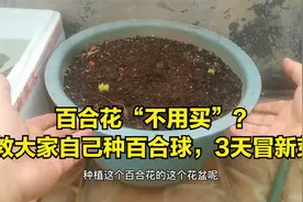 百合花“不用买”？教大家自己种百合球，3天冒新芽