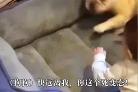 宝宝偷偷使坏，biu地一下戳得狗狗菊花一紧，狗狗：死变态！视频封面