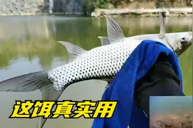 用这3种东西开饵钓鱼，诱鱼效果好留鱼持久，水下测试结果很明显视频封面