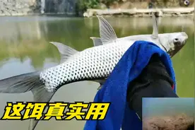 用这3种东西开饵钓鱼，诱鱼效果好留鱼持久，水下测试结果很明显视频封面