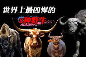 世界上最凶悍的8种野牛，你见过连重机枪都无法压制的牛种吗？