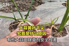 大蒜刚出齐苗，就出现黄叶干尖，究竟是什么原因视频封面