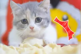 主人过年包饺子，小奶猫在旁边捣乱，还偷饺子吃！【萌宠开年记】视频封面
