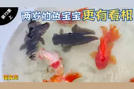 八个金鱼品种，十余个花色，每一条都赏心悦目，独一无二的精品视频封面