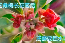三角梅长花苞后，还要控水和施肥吗？讲解三角梅初花期的管理方法视频封面