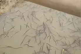 暴雨过后，河面出现许多小鱼，村民上前看清后脸都被吓得惨白！视频封面