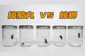 实验：樟脑丸可以杀死蟑螂吗？视频封面