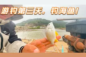 游钓第三天，拿手竿到海边能钓到鱼吗？一次淡水与海水的碰撞！视频封面