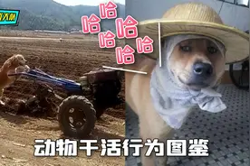 动物干活行为大赏，这些宠物是要成精了？视频封面