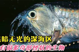 神奇的深海动物，你见过吗？，长相酷像外星生物，个个奇形怪状视频封面