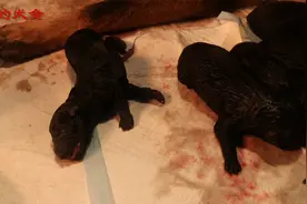 东德牧羊犬生了6只不生了，主人打上1针缩宫素，不到3分钟就生了视频封面