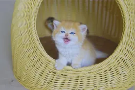 把奶猫放进小鸡窝里，猫咪吓到骂人：快放我出去吧视频封面