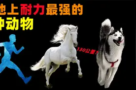 陆地上耐力最强的3种动物！其实人类远比你想象中的要厉害视频封面