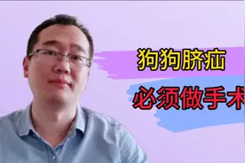 狗狗脐疝为什么不建议着急给它做手术修复视频封面