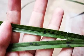 兰花叶片有黑点，是虫害还是病害？教会你区分及处理视频封面