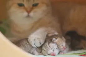 猫妈护崽心切，生怕主人把小猫摸坏了，护得紧紧的视频封面