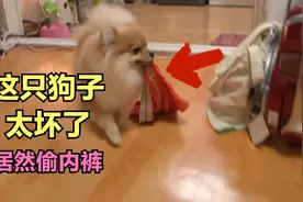 狗子疯狂迷恋主人小内内，抱着裤衩吮吸，表示太上头了！视频封面