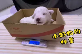 小奶狗体重记录，万万没想到四个狗娃娃最重的是它