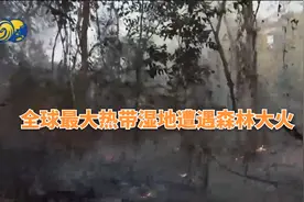 全球最大热带湿地遭遇森林大火，生态系统濒危视频封面