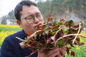 四川人都爱吃的折耳根，鲜嫩爽口，闻起来就让人上头视频封面