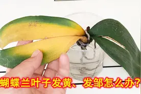 蝴蝶兰叶子发黄、发软了别慌！找到原因，轻松把它救回来！视频封面